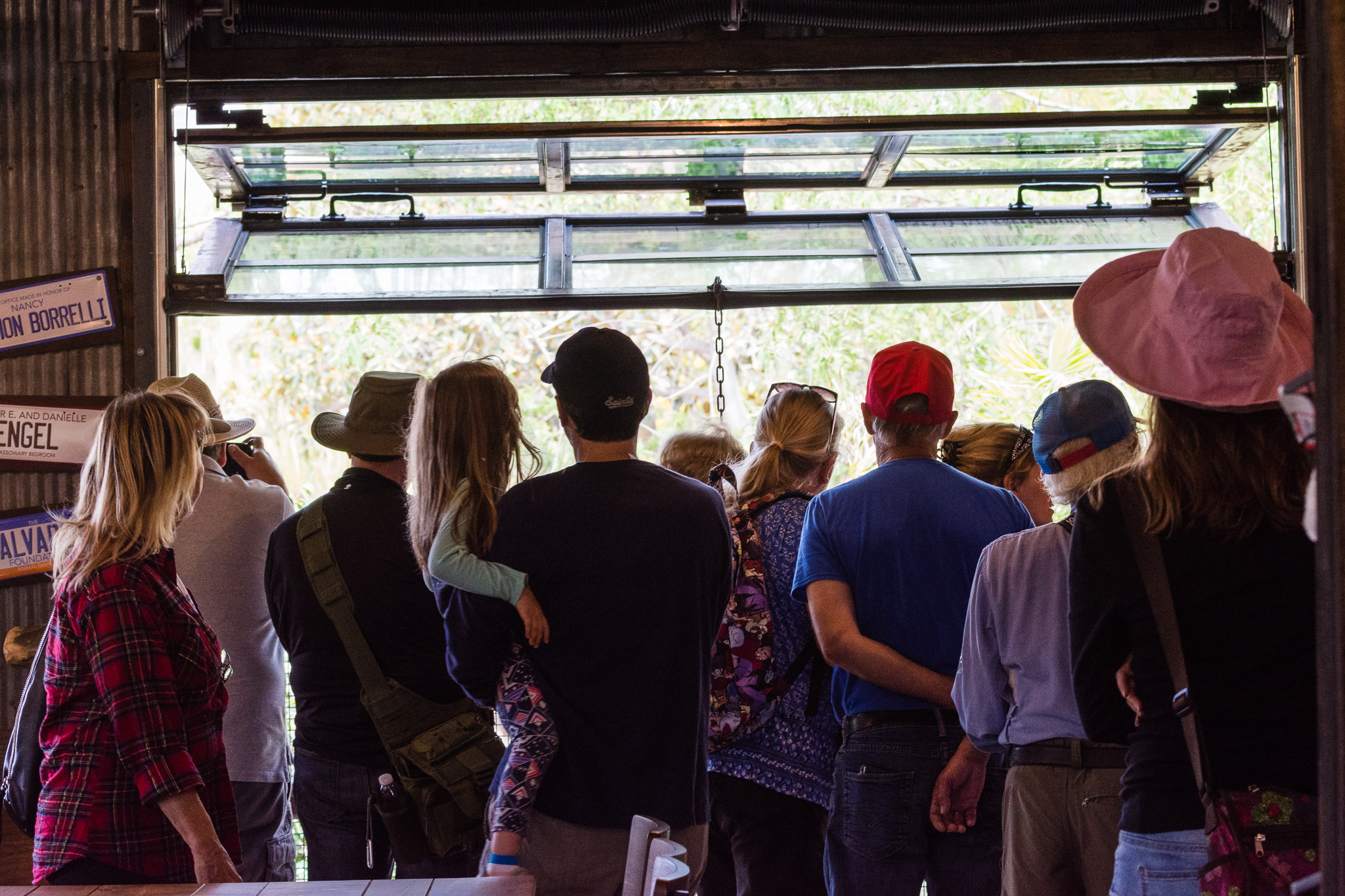 Tree kangaroo viewing