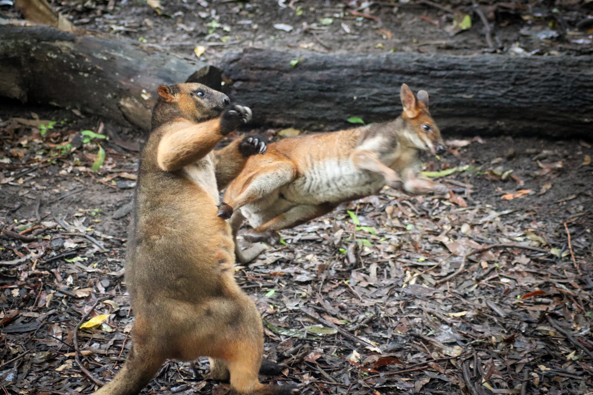Tree Kangaroo vs. Pademelon