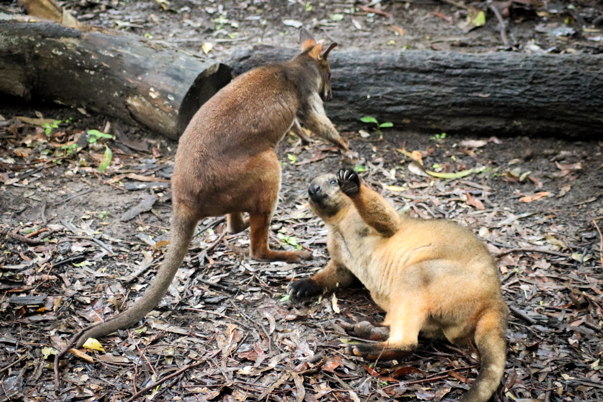 Tree Kangaroo vs. Pademelon