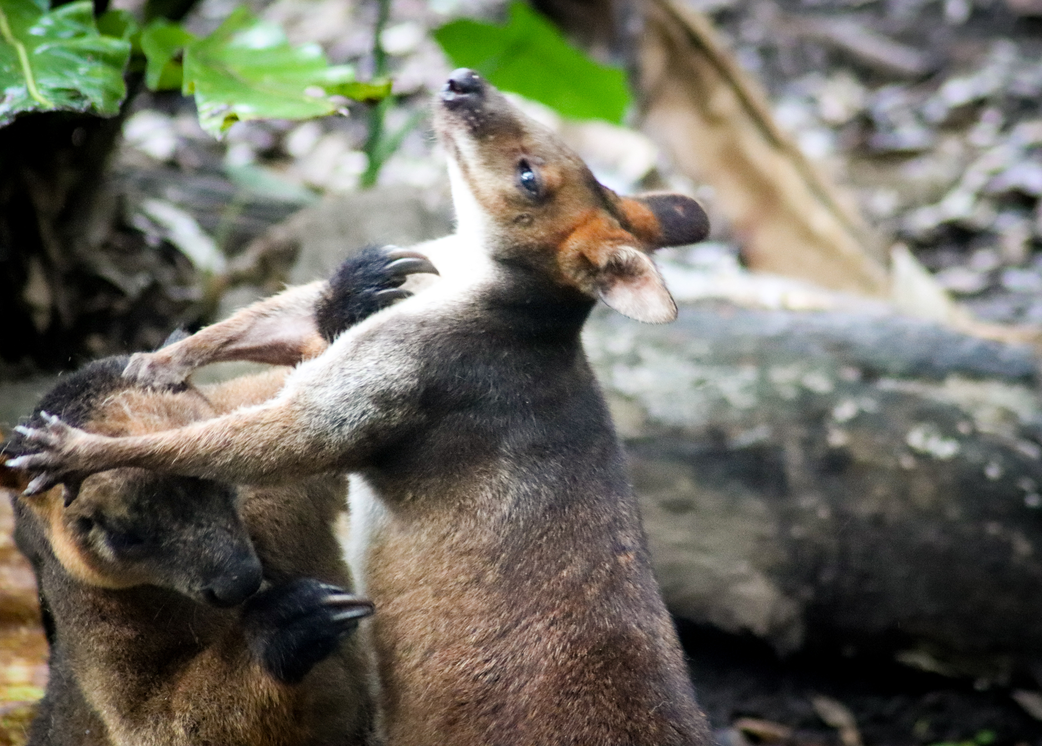 Tree Kangaroo vs. Pademelon