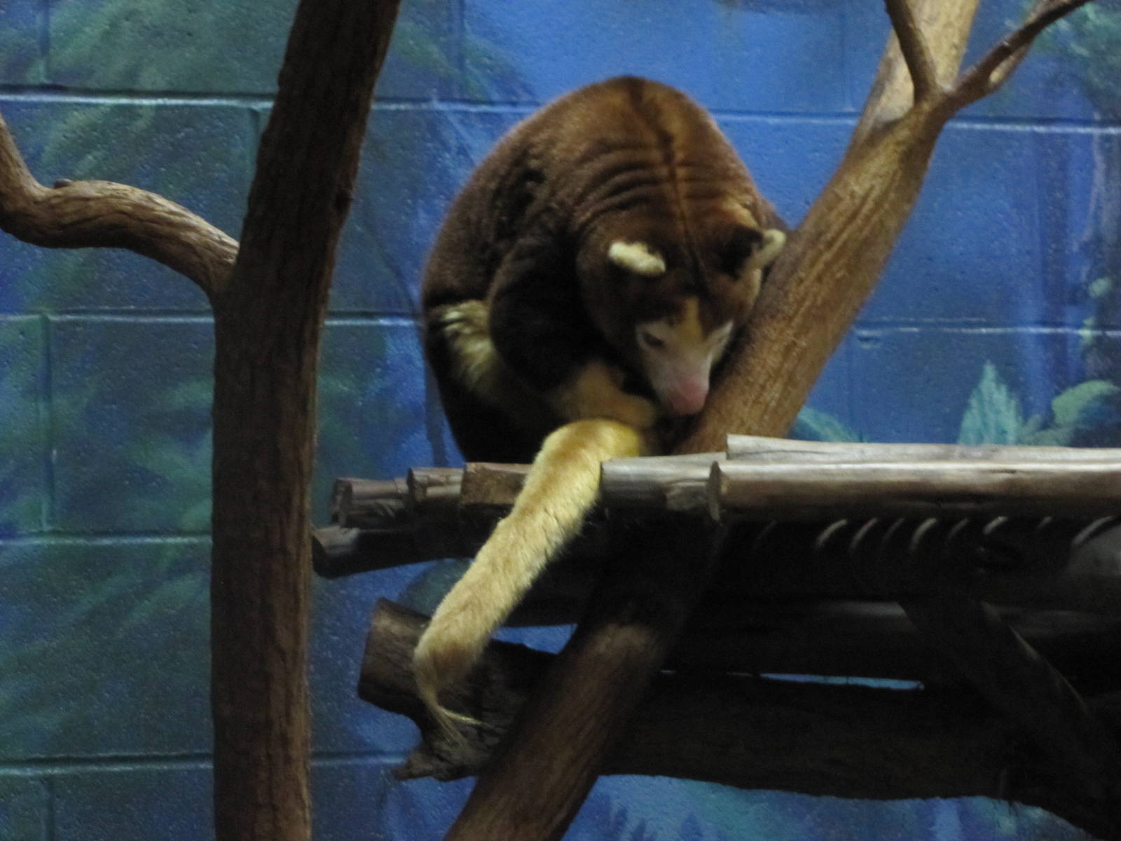 Tree Kangaroo!