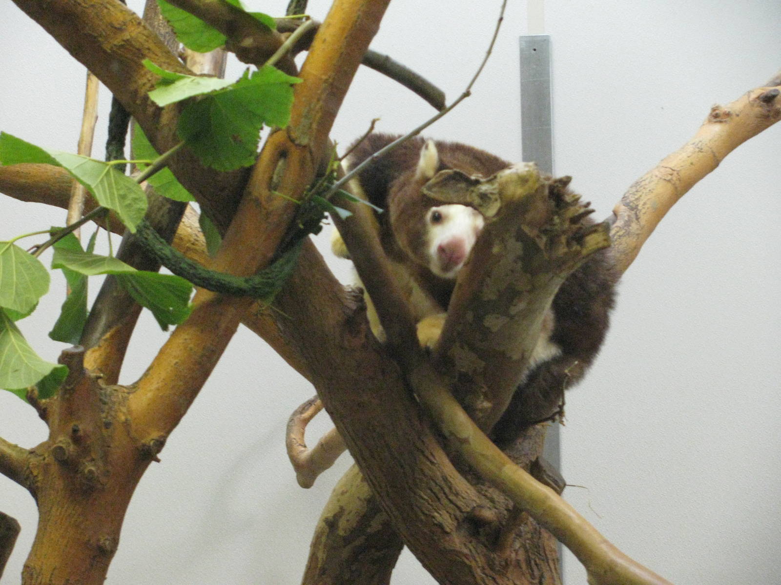 Tree Kangaroo
