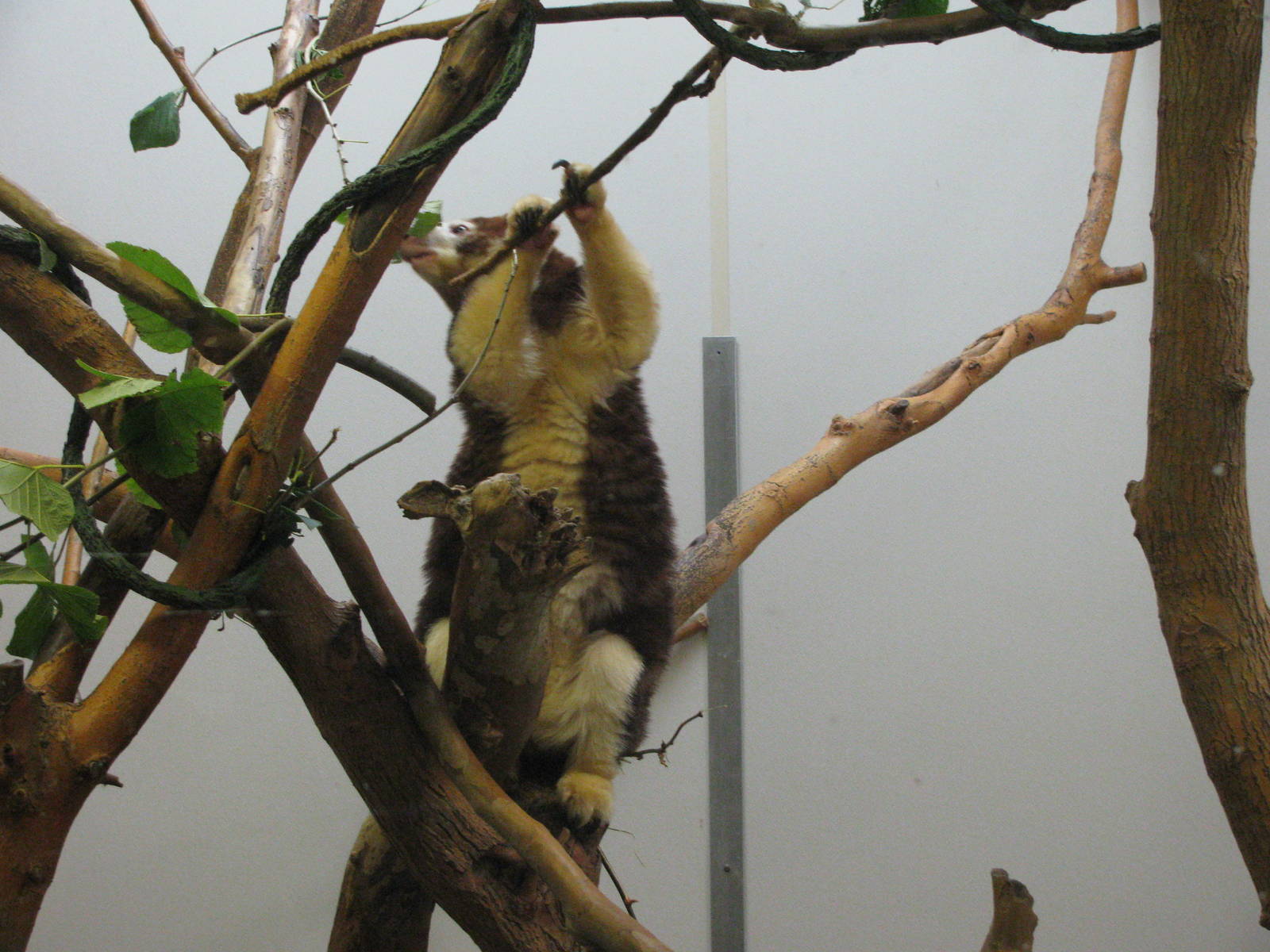 Tree Kangaroo