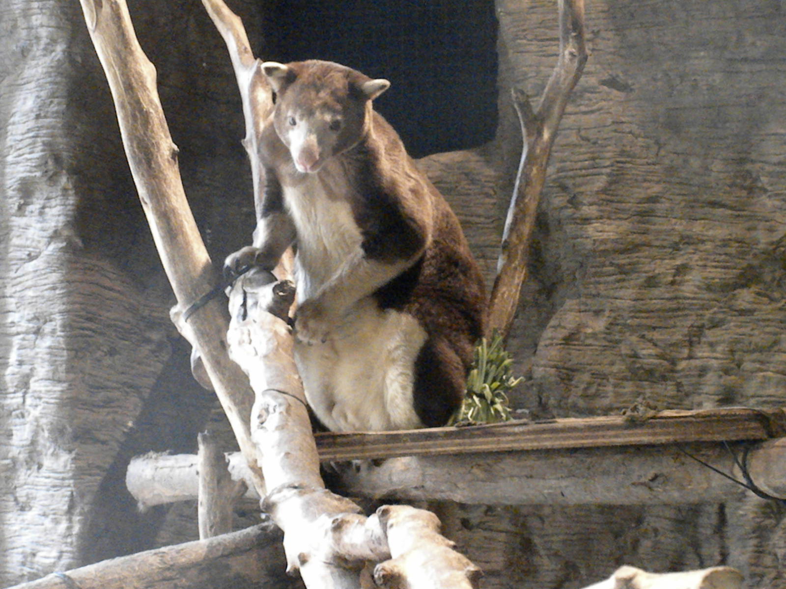 Tree Kangaroo