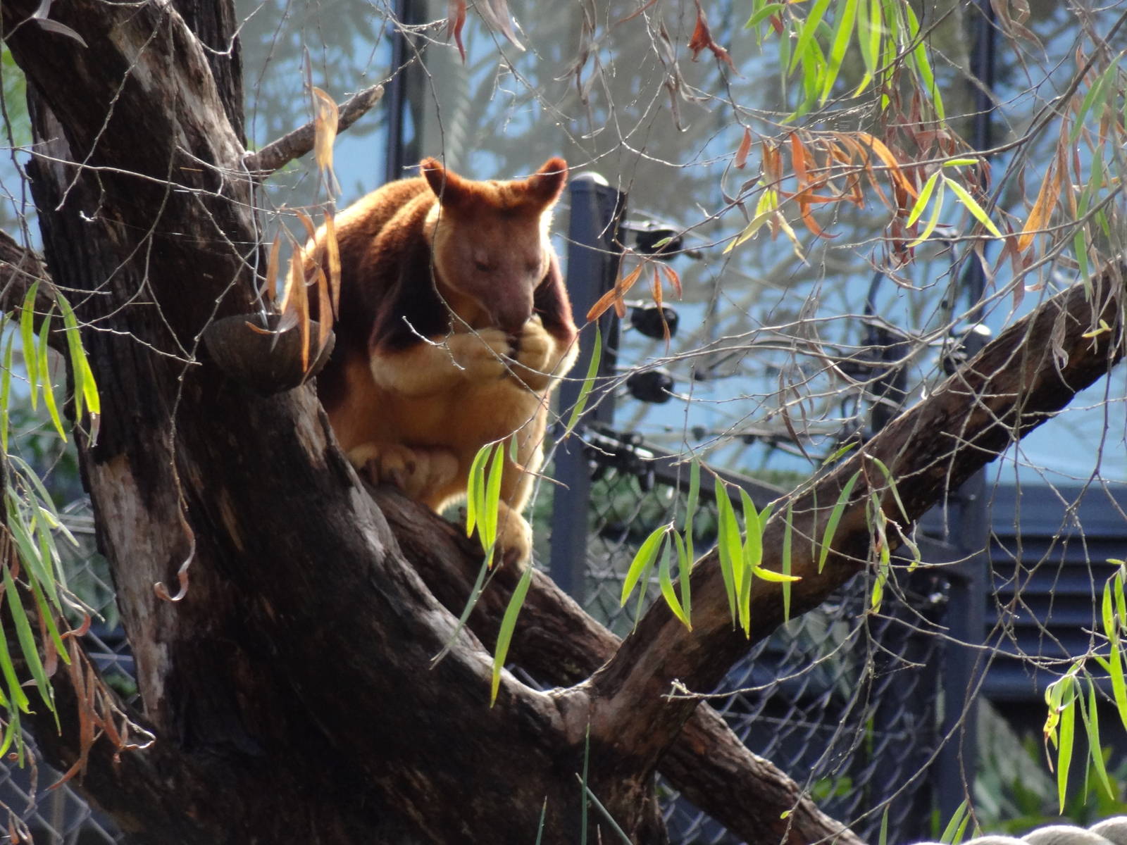 Tree Kangaroo