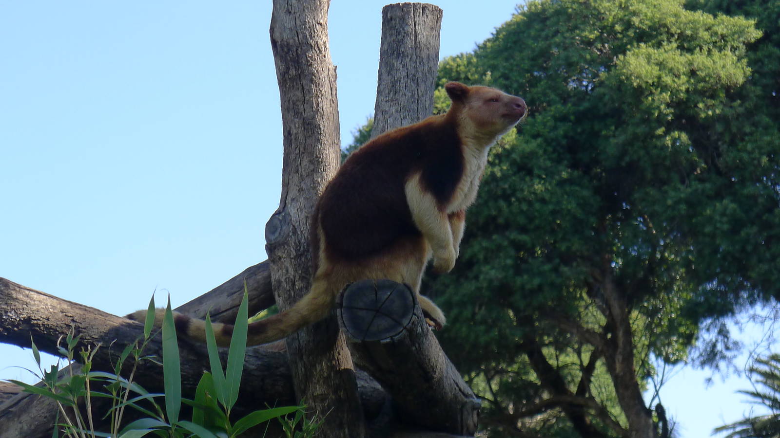 Tree Kangaroo