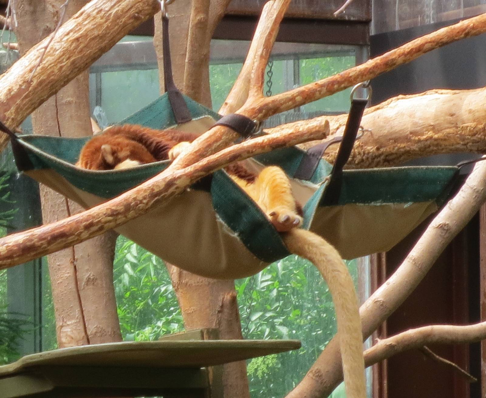 Tree Kangaroo