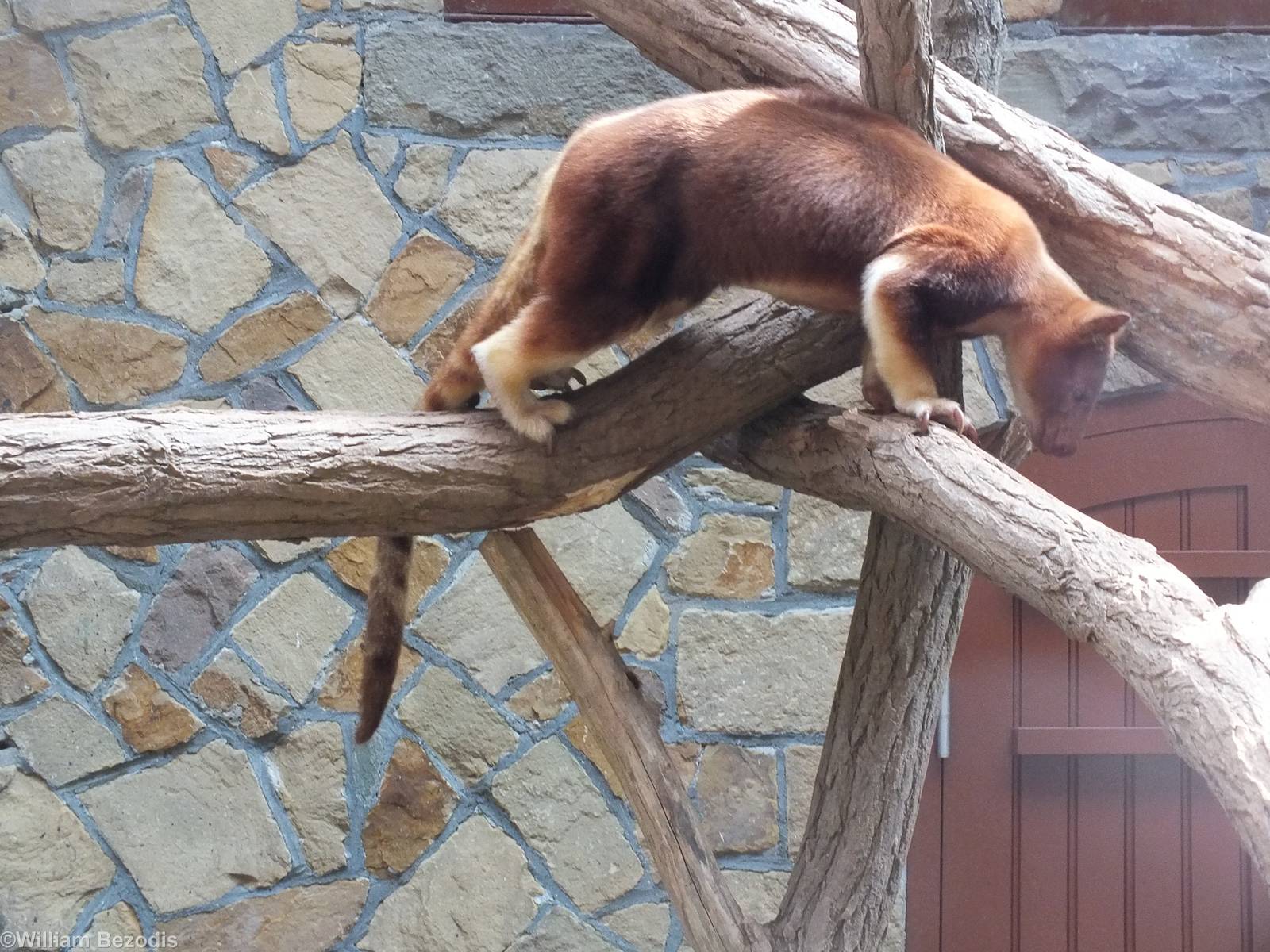 Tree Kangaroo