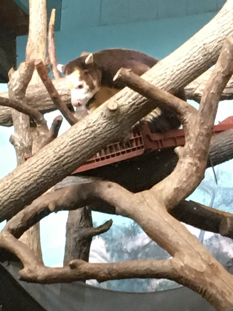 Tree kangaroo