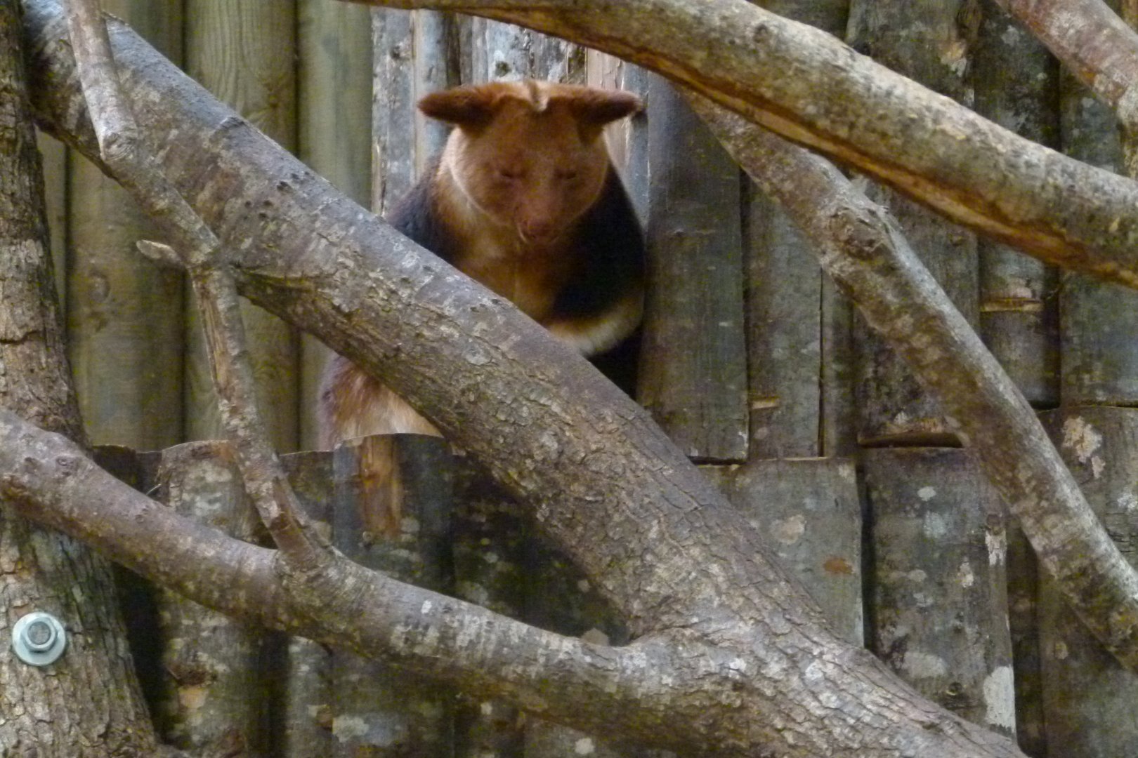 Tree Kangaroo