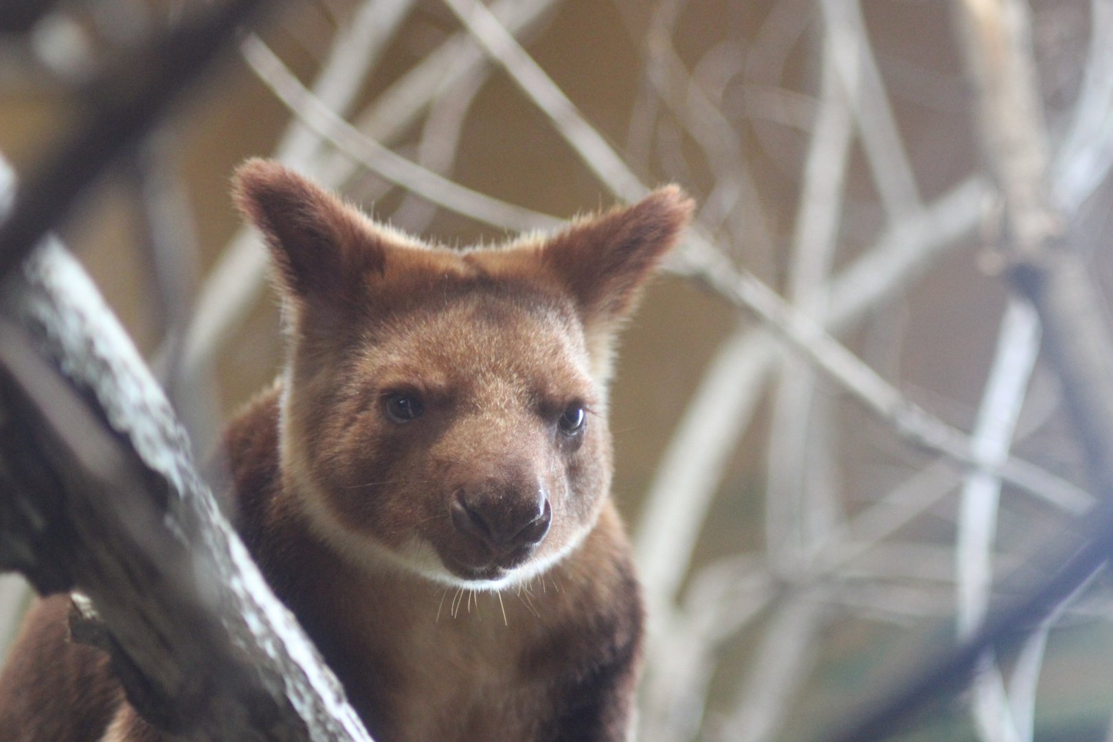 Tree Kangaroo