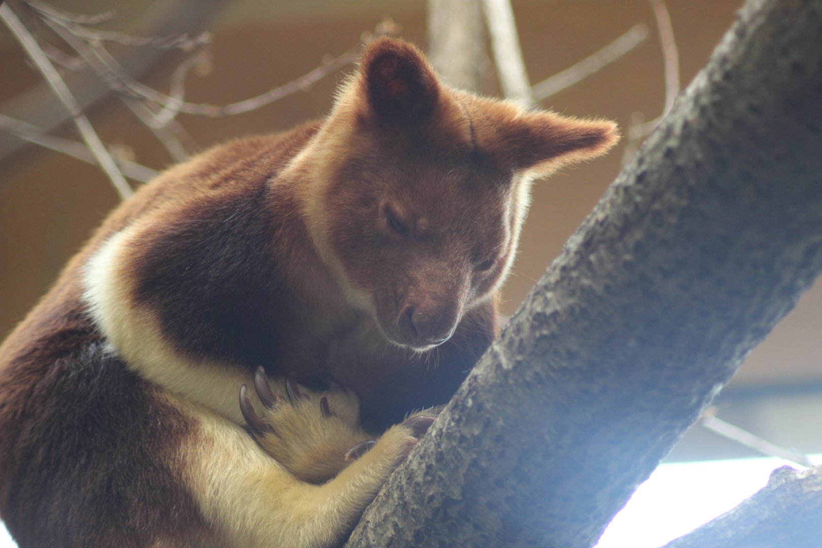 Tree Kangaroo