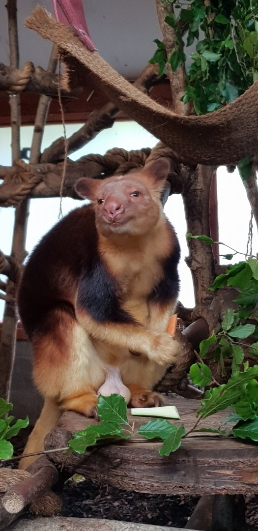 Tree kangaroo