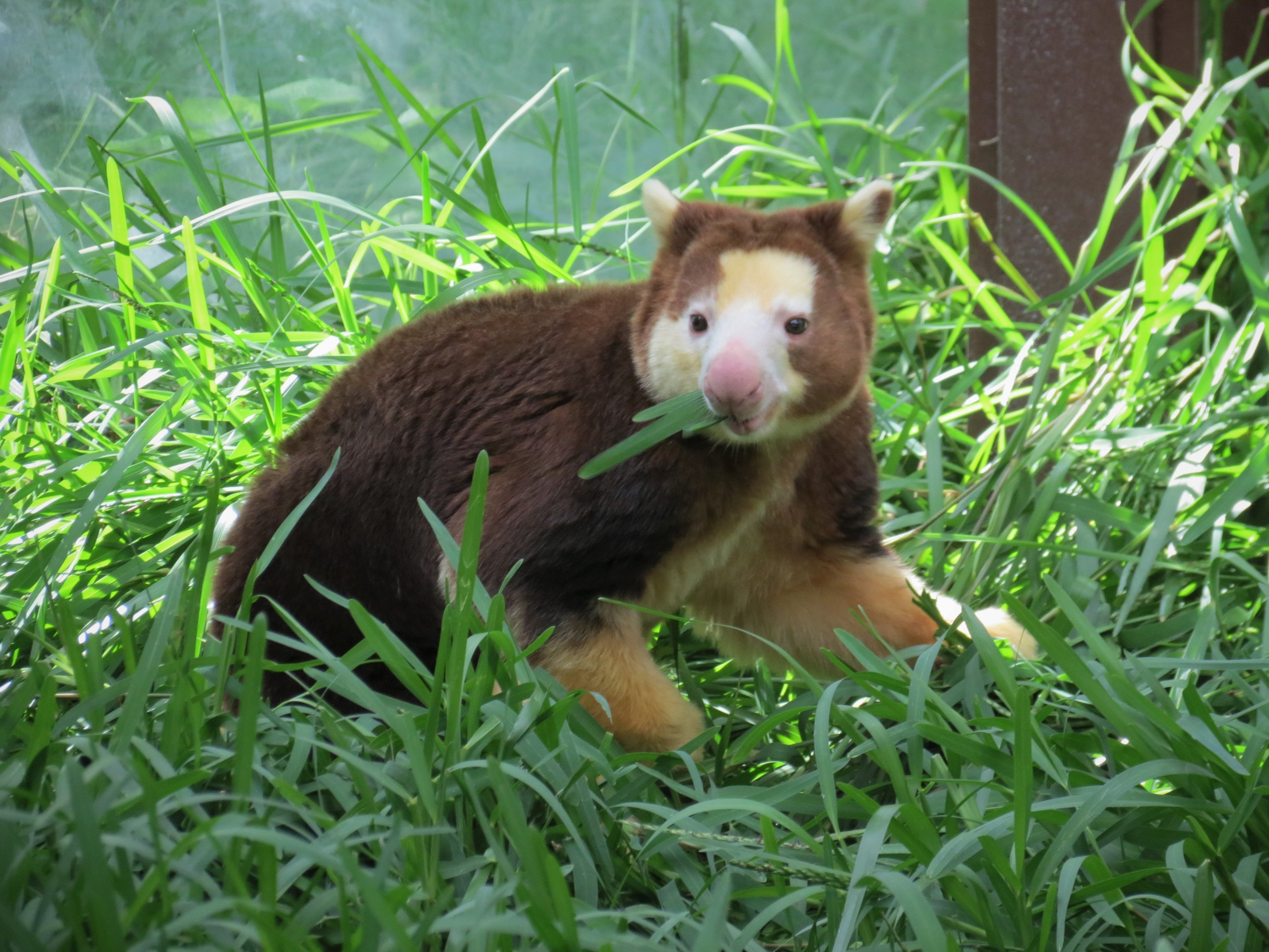 Tree Kangaroo