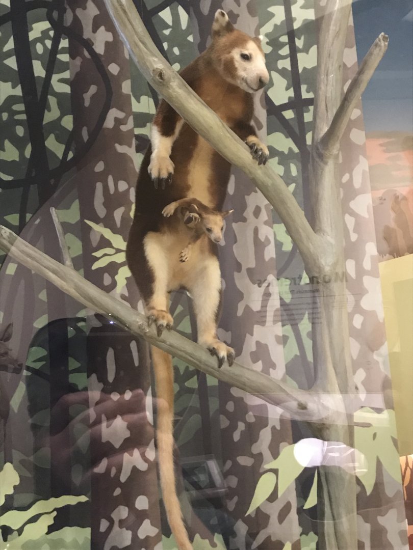 Tree-kangaroo