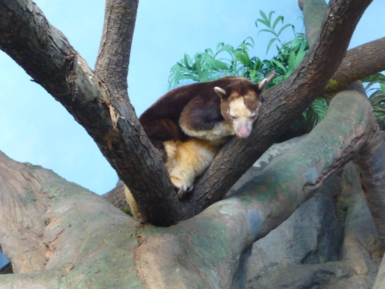 Tree Kangaroo