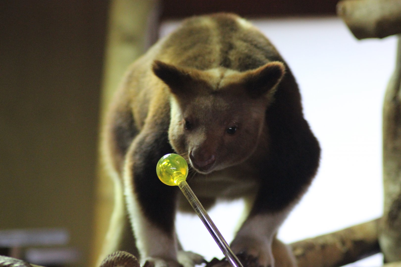 Tree Kangaroo