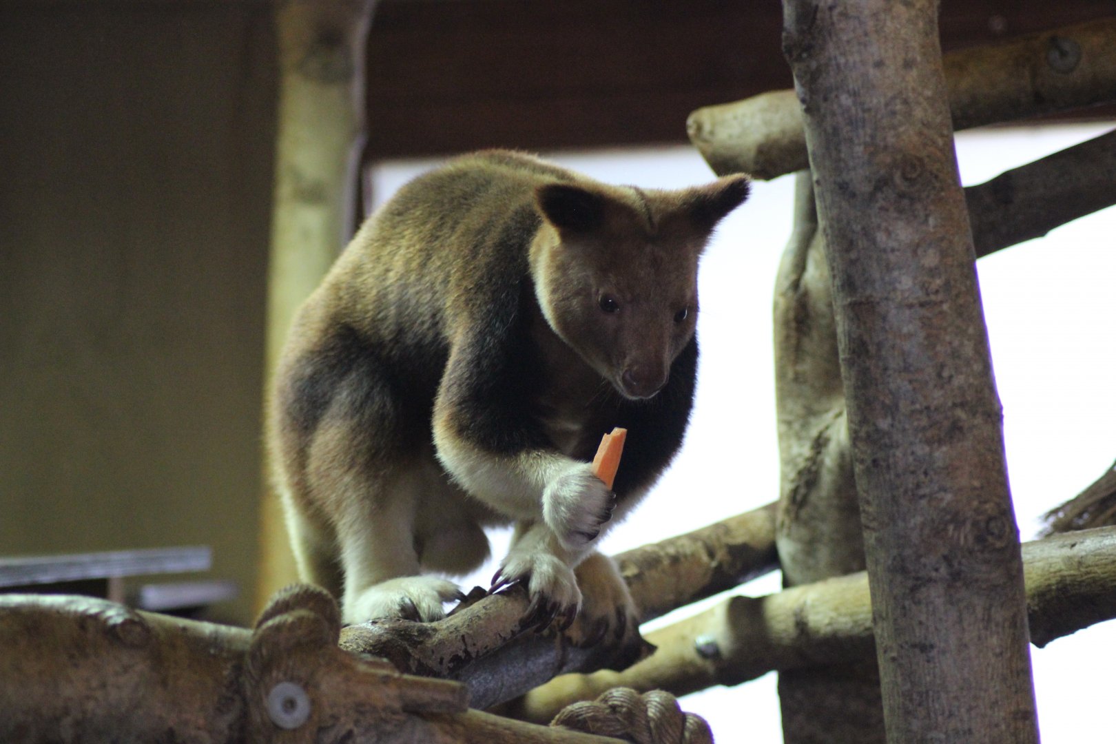 Tree Kangaroo