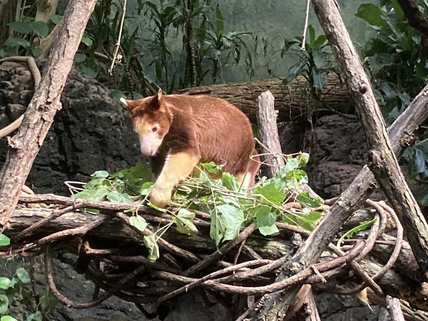 Tree Kangaroo