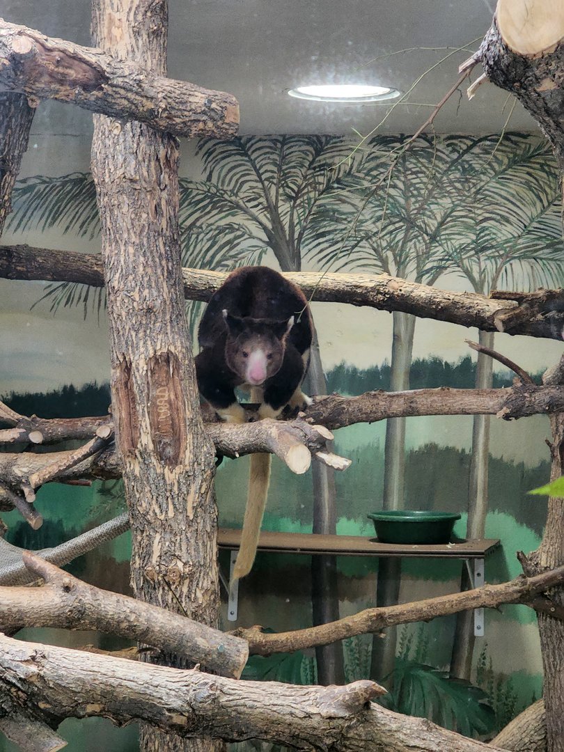 Tree Kangaroo
