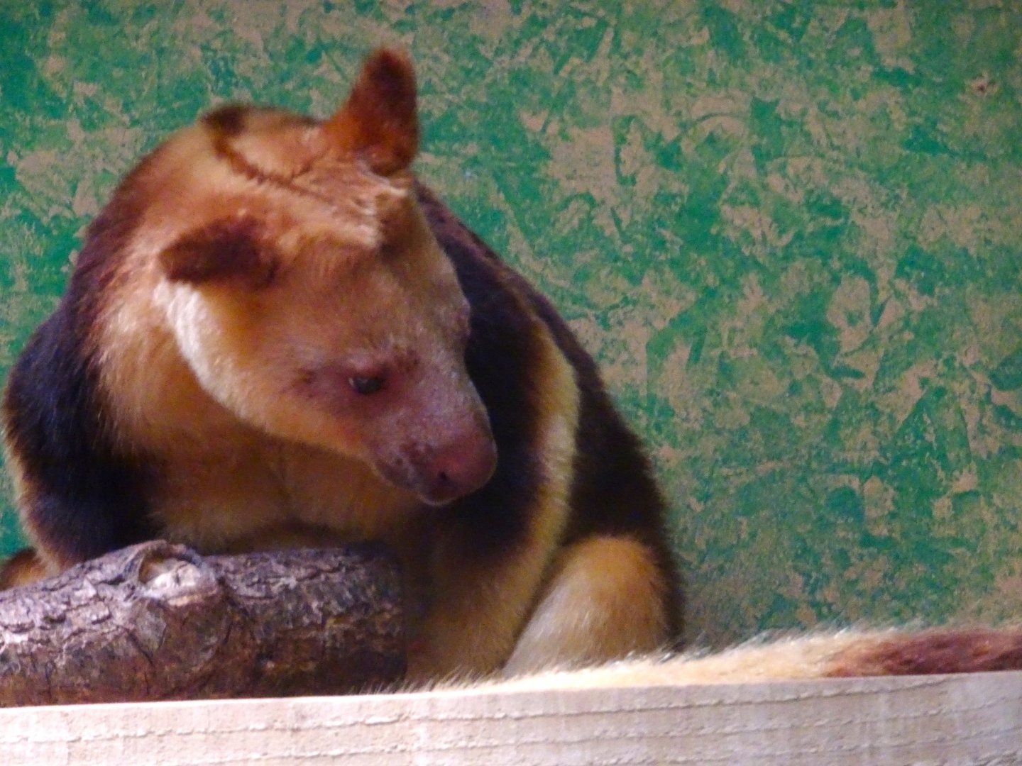 Tree Kangaroo