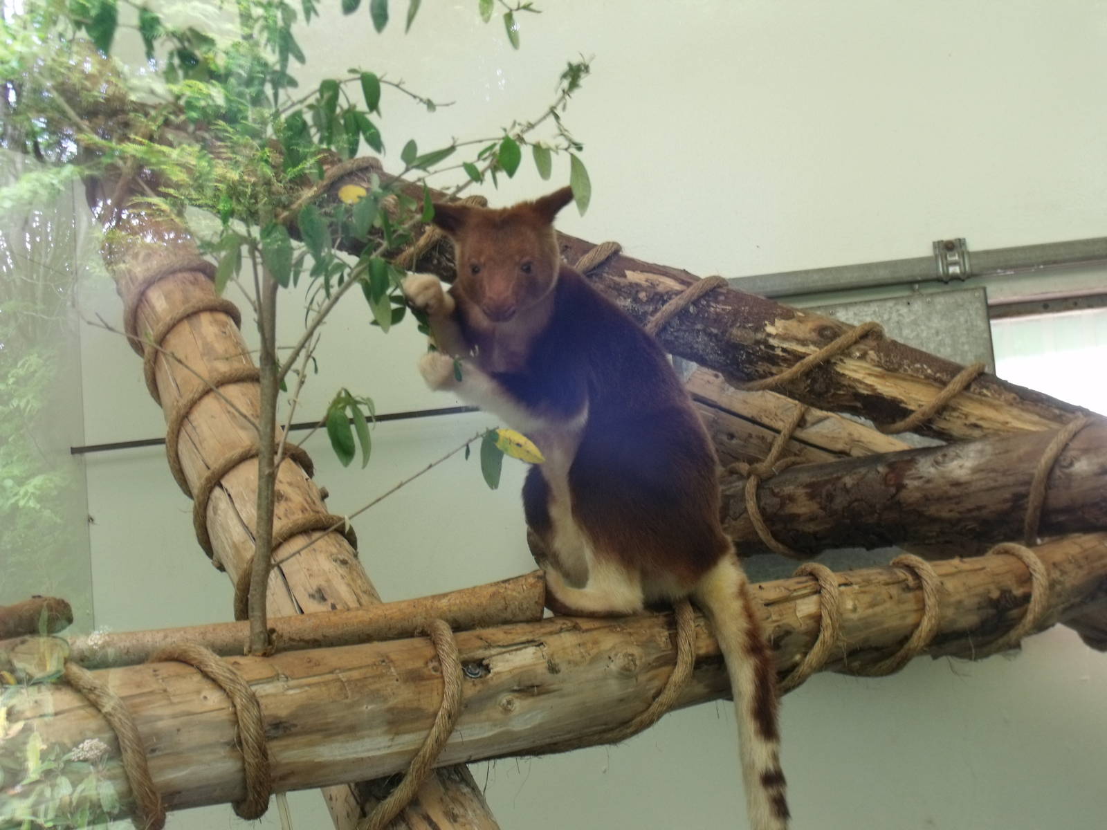 Tree Kangaroo