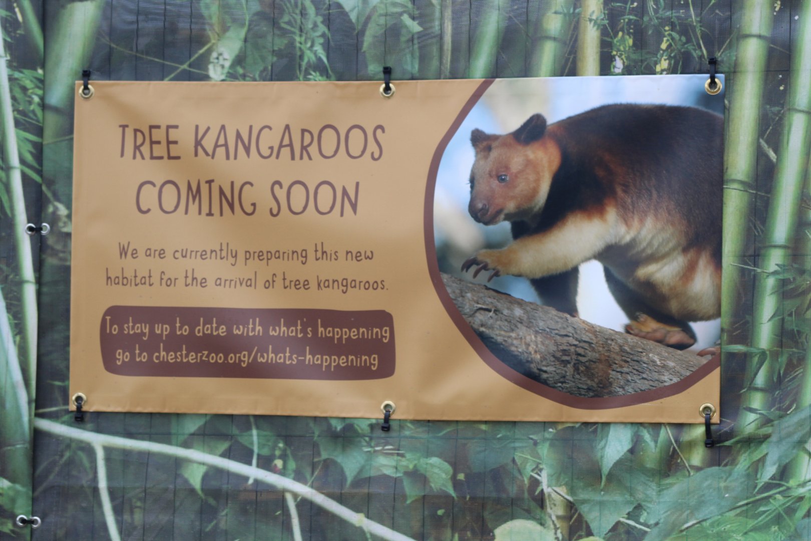 Tree Kangaroo's coming soon !