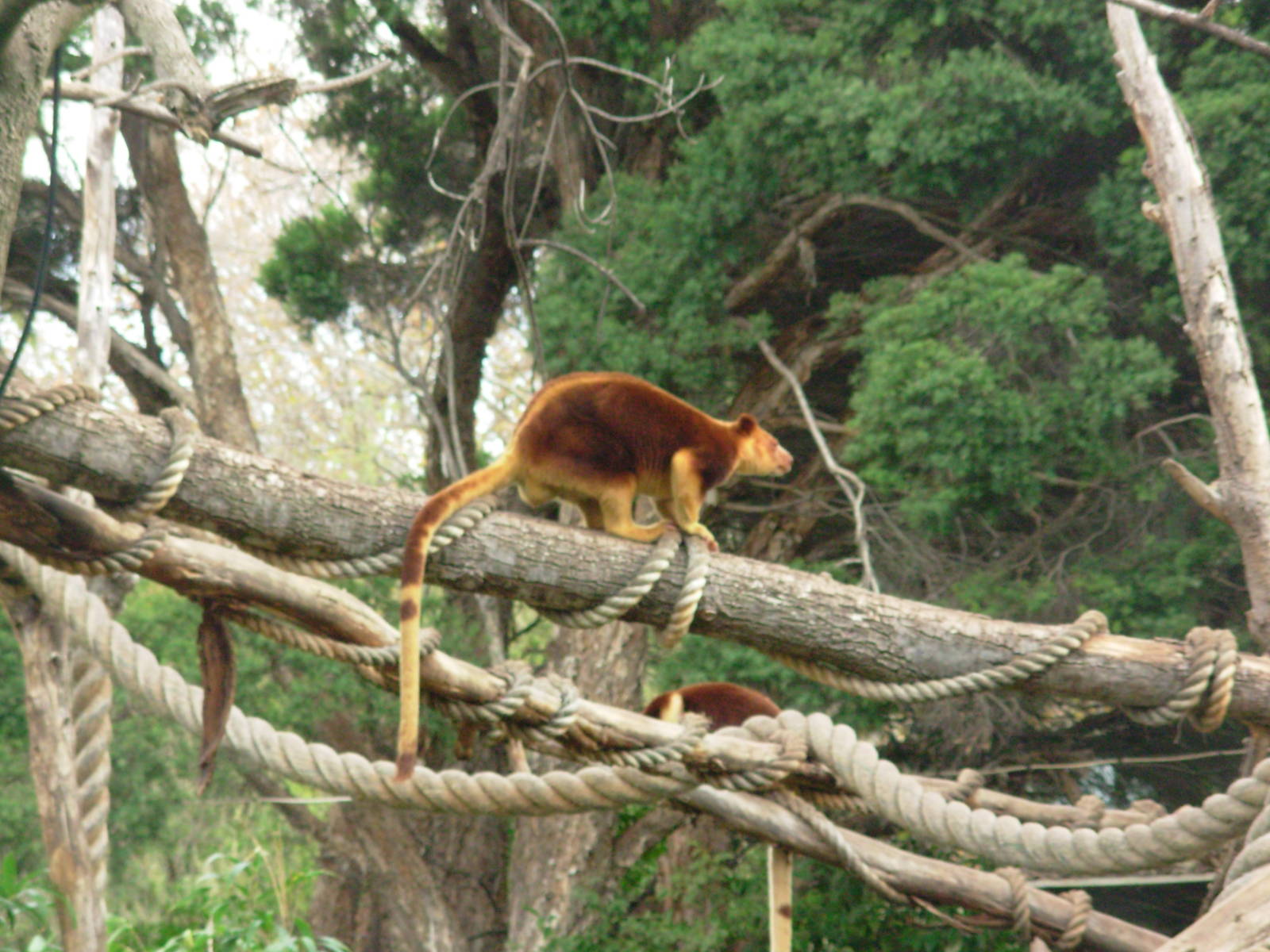 Tree Kangaroos - Melbourne Zoo