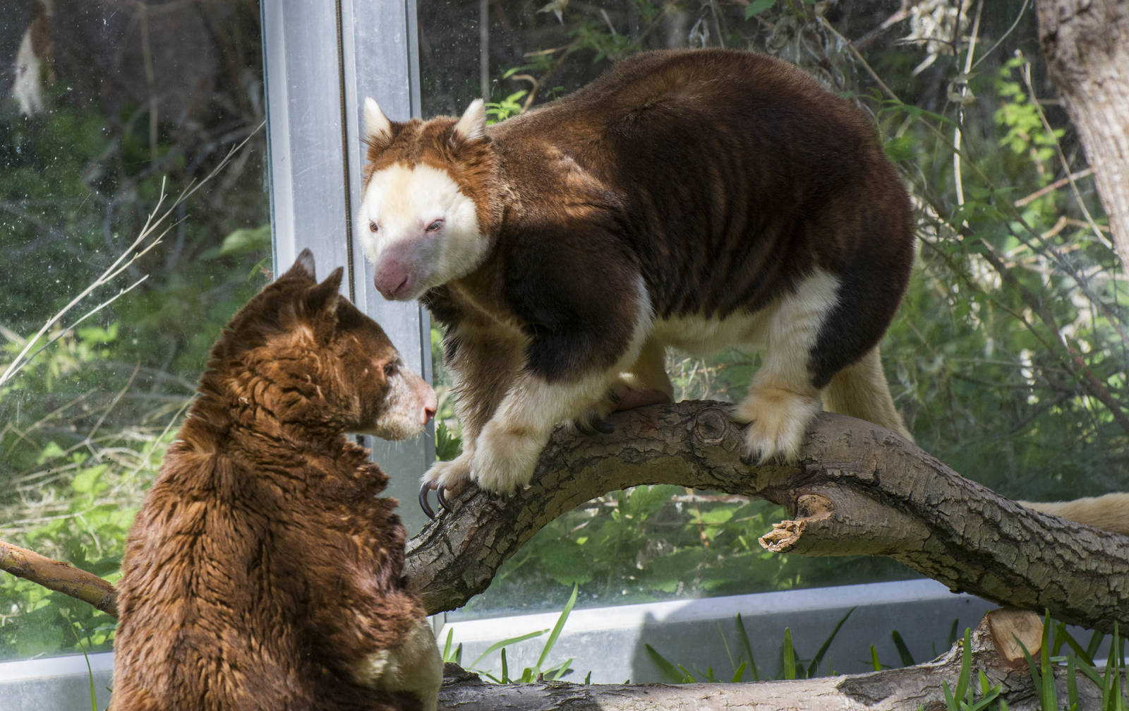 Tree Kangaroos