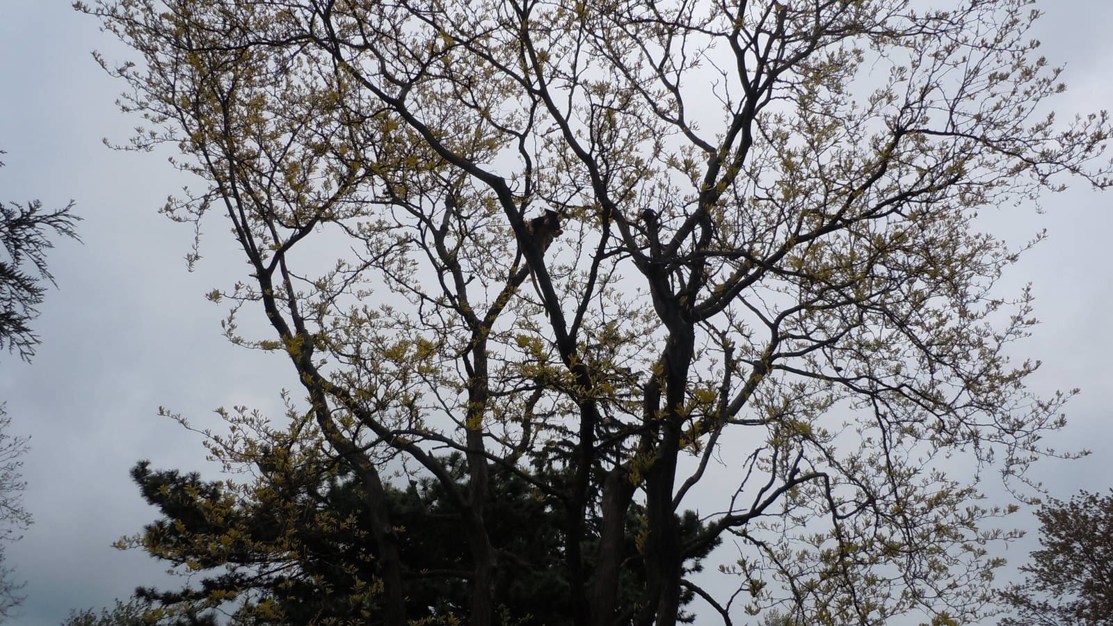 Tree Kangraoo Exhibit