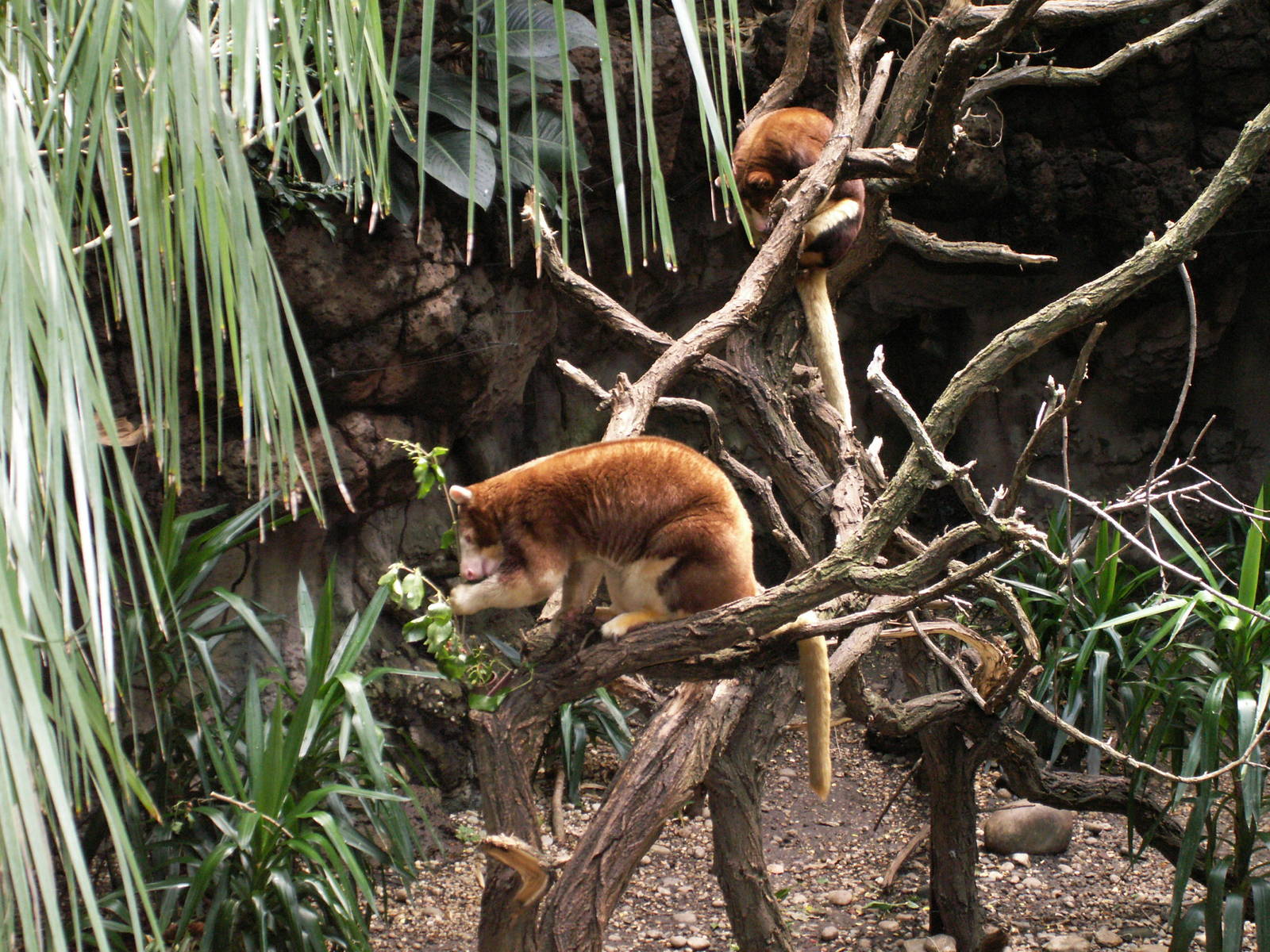 tree kangroos