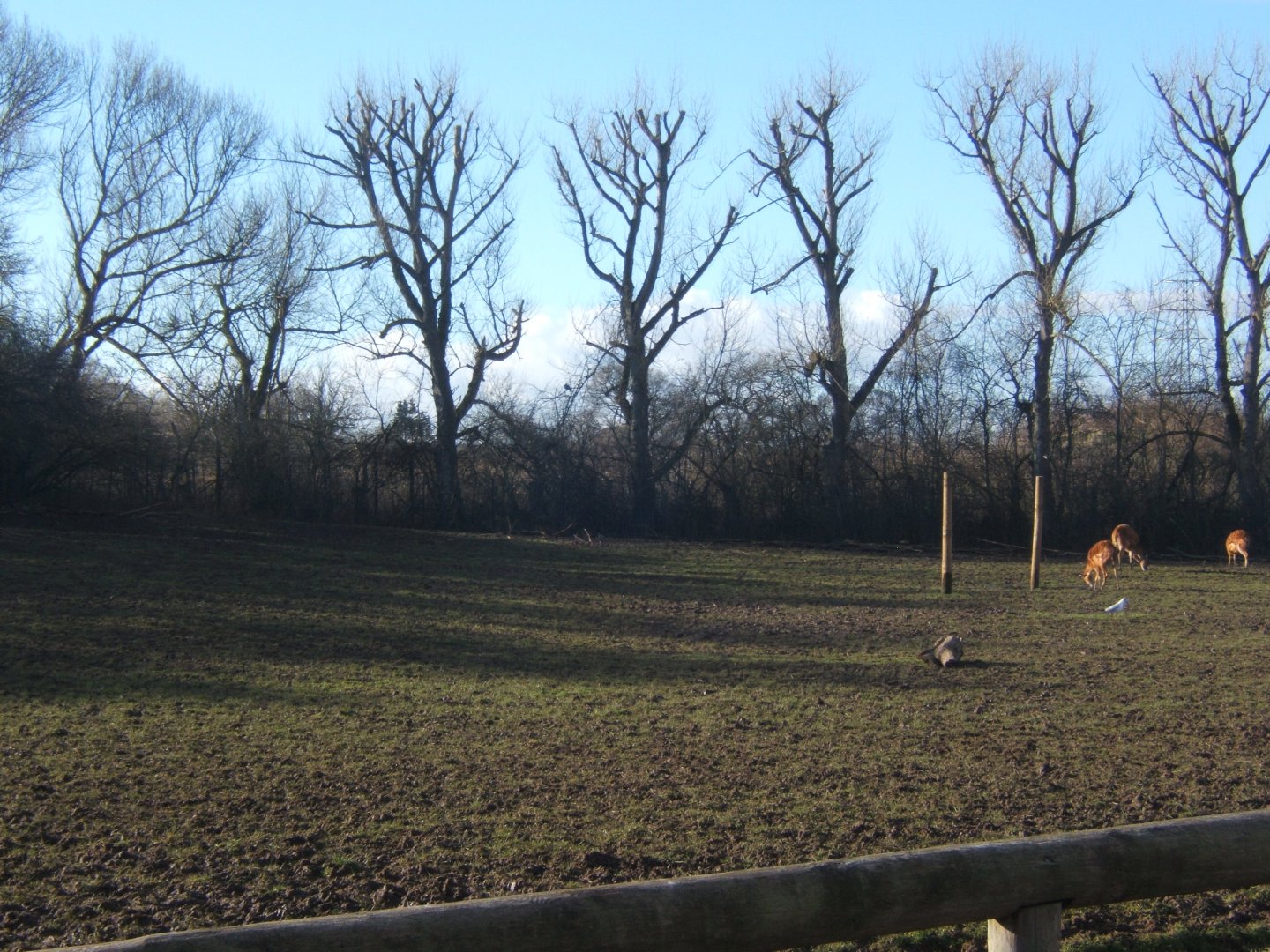 Tree line were the new Giraffe House starts 17/02/2018