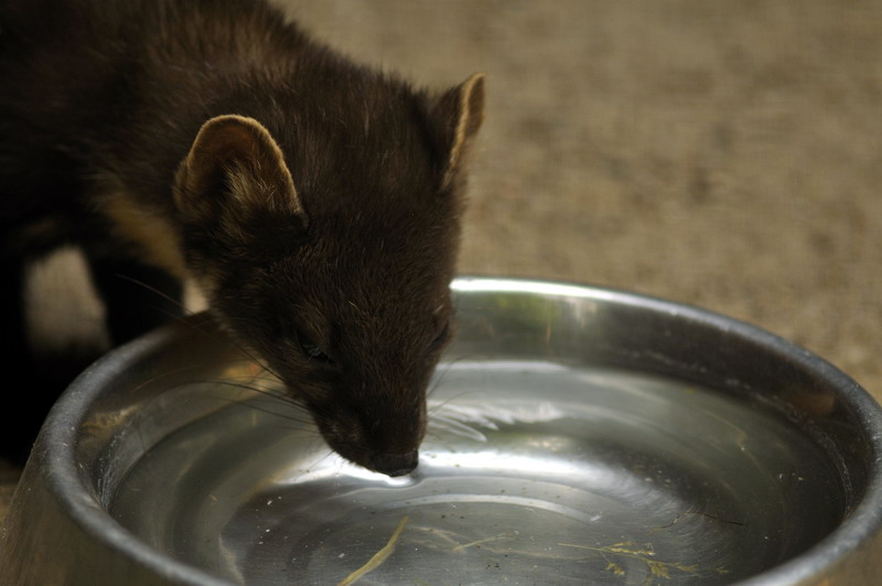 Tree marten at Wildpark Schwarze Berge