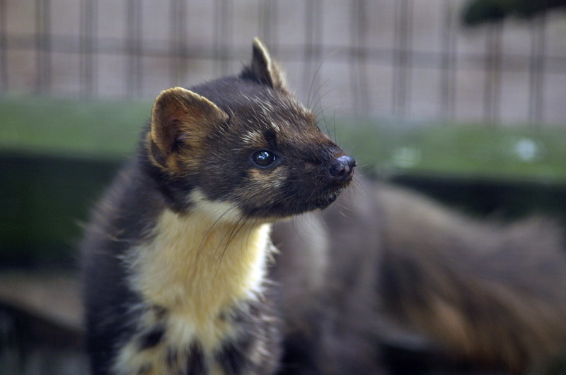 Tree marten at Wildpark Schwarze Berge