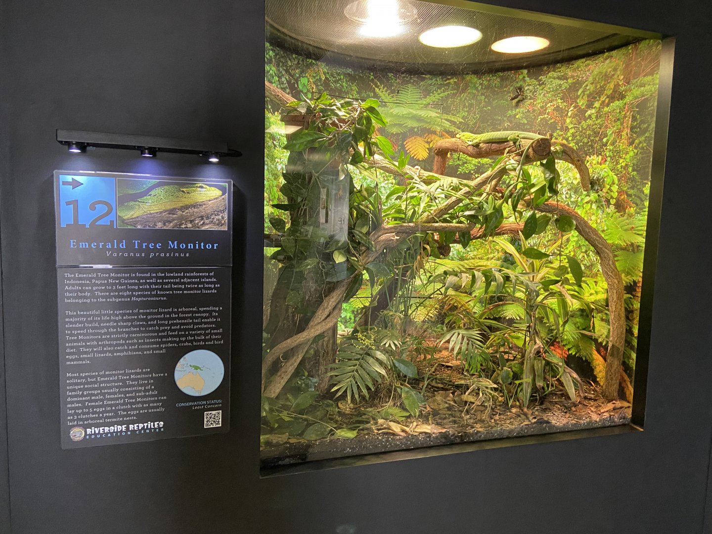 Tree Monitor Habitat