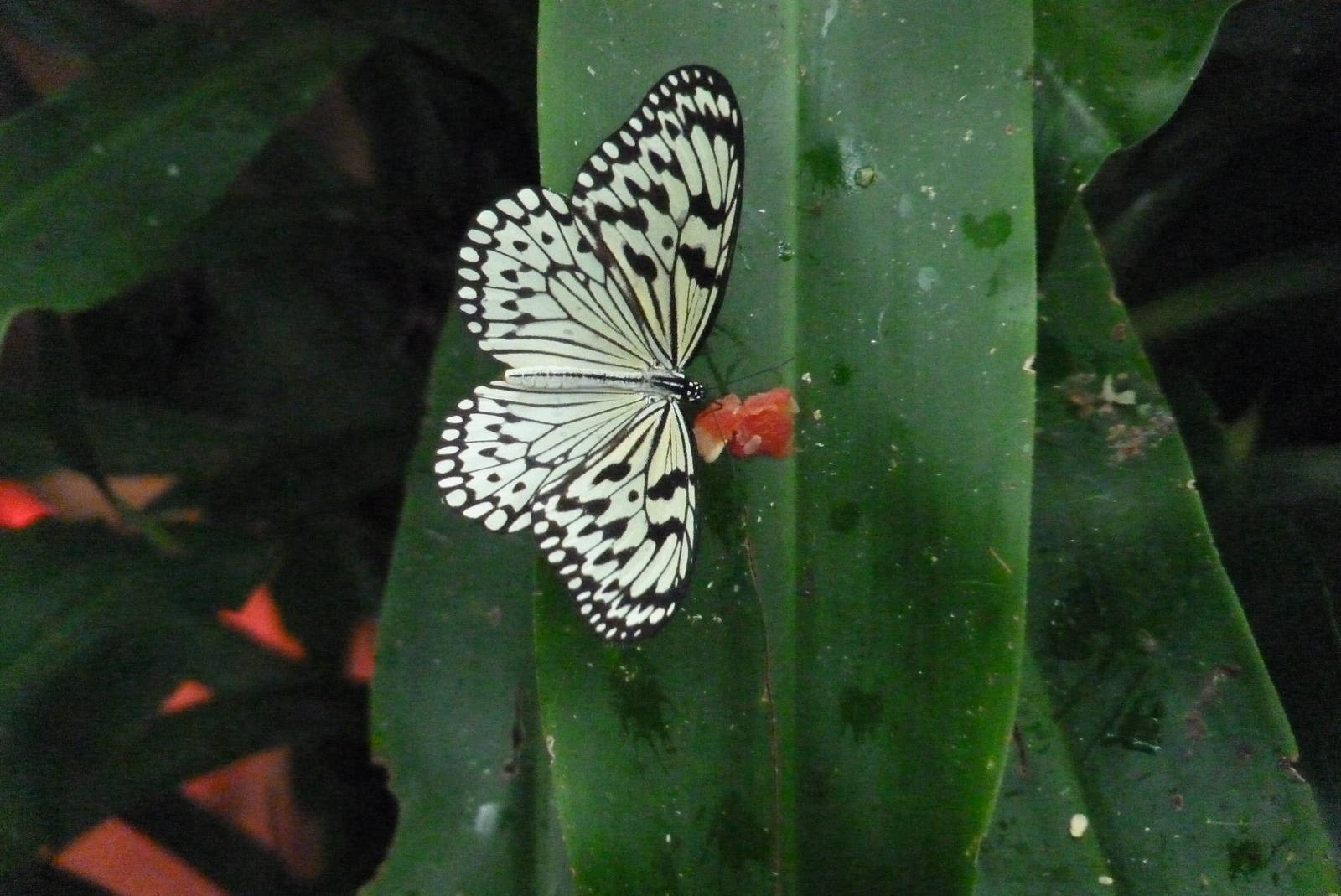Tree Nymph, December 2015
