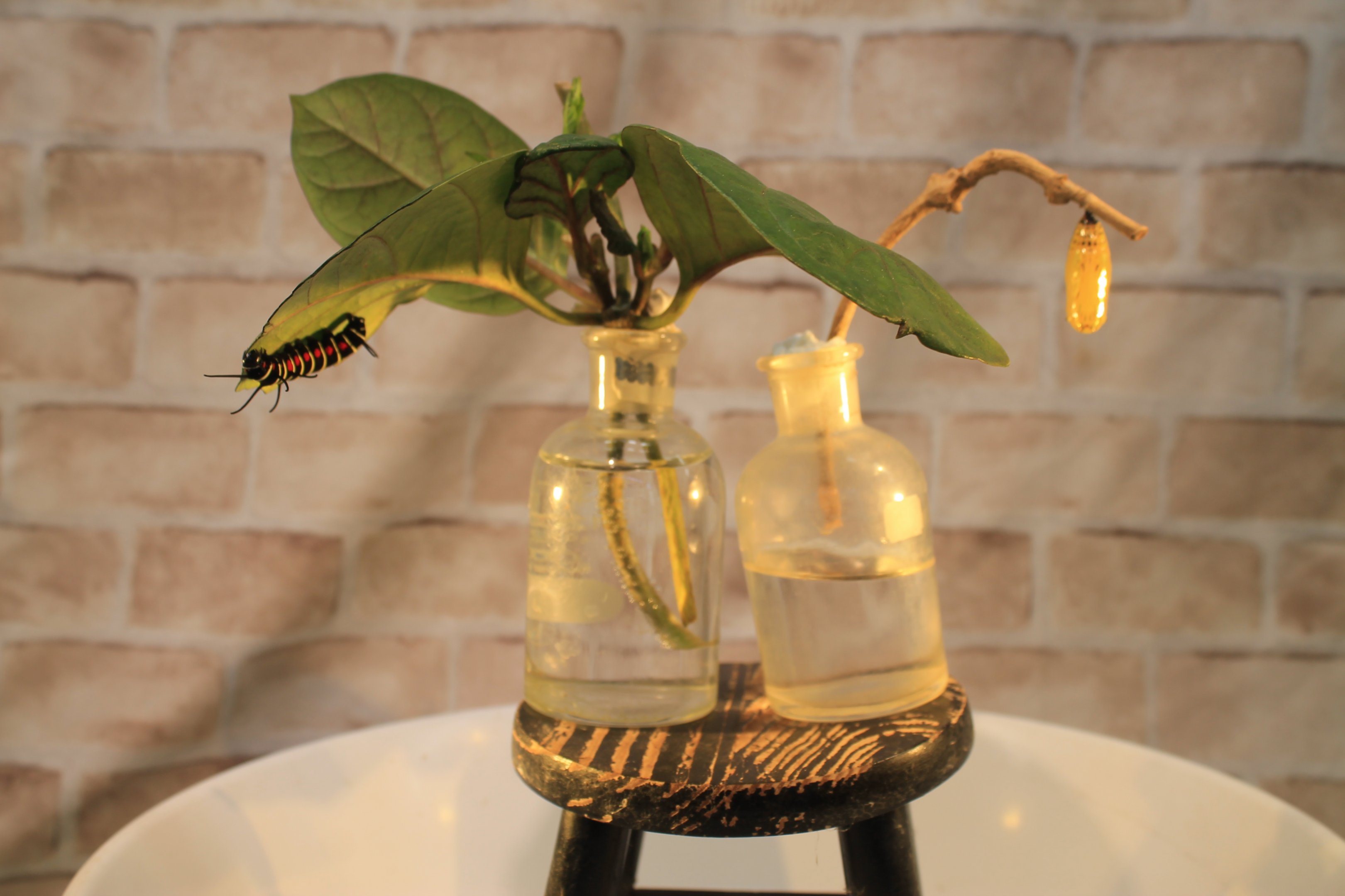 Tree Nymph (Idea leuconoe) - Insectopia