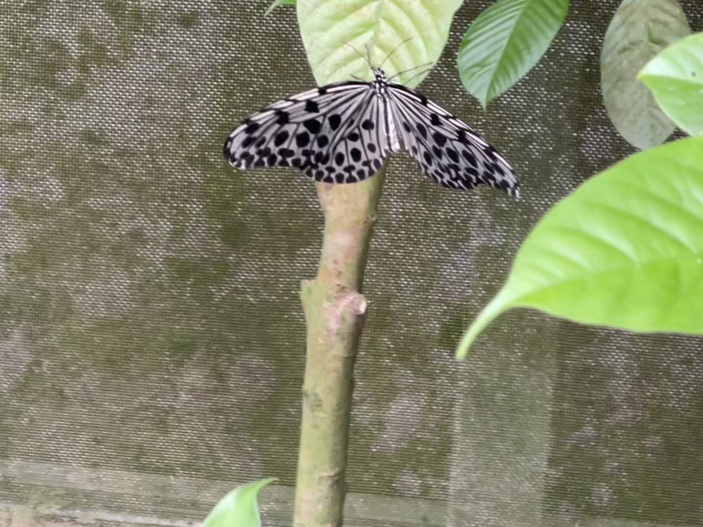 Tree Nymph (Idea leuconoe)
