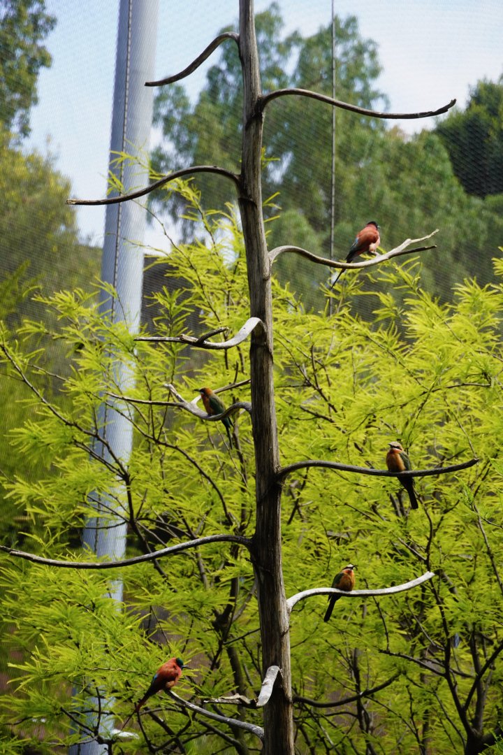 Tree of Bee-Eaters