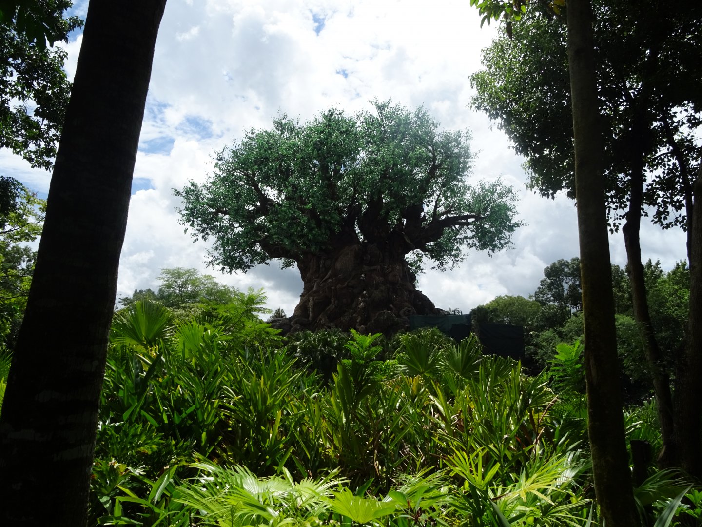 Tree of Life at Disney's Animal Kingdom (2014)