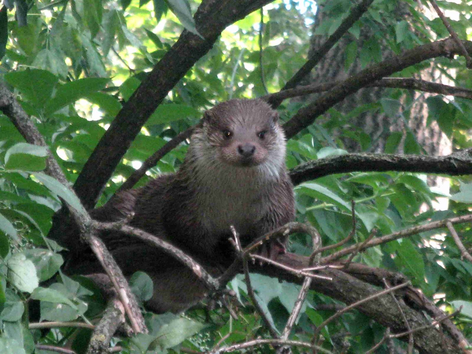 Tree Otter