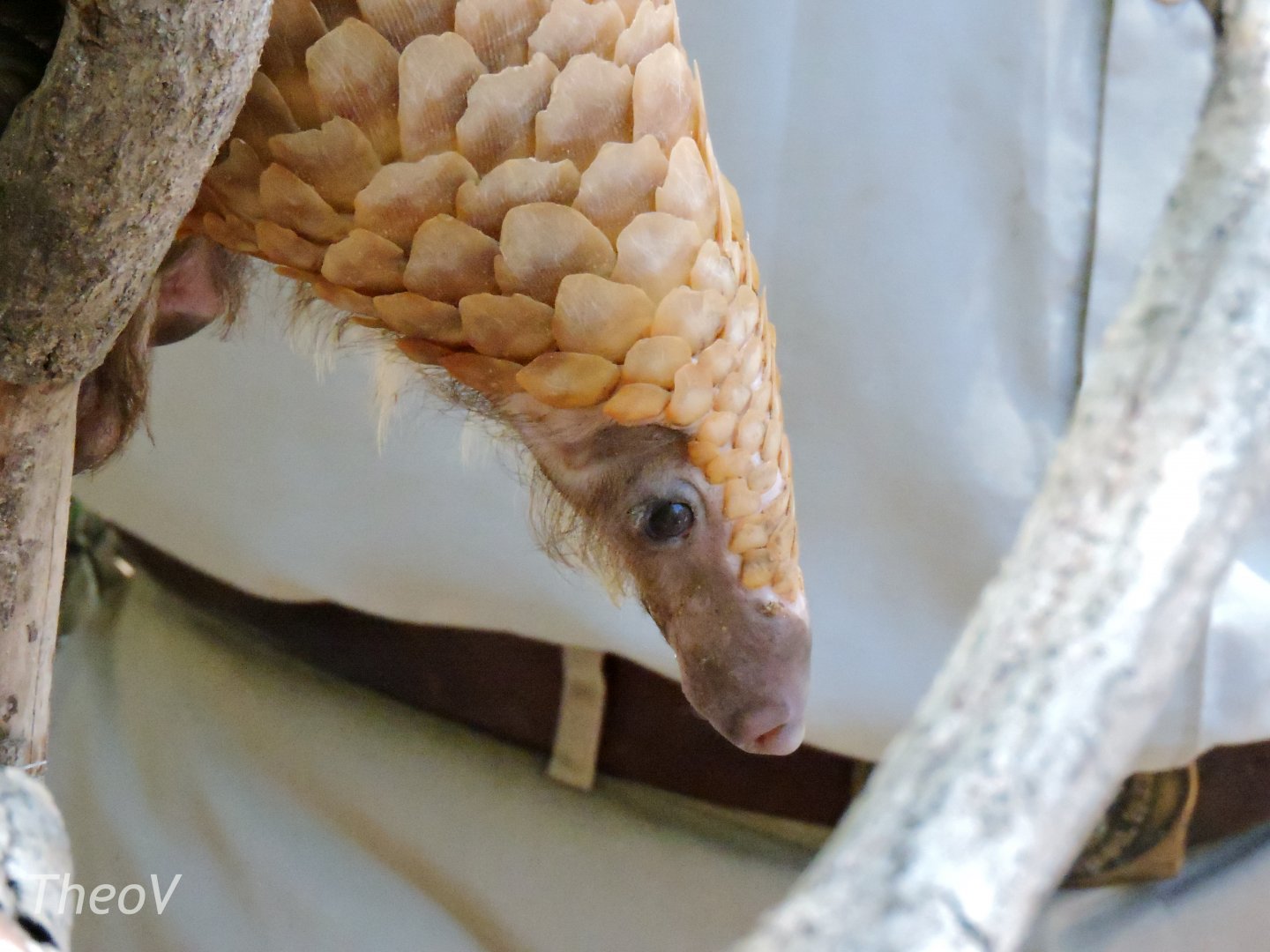 Tree pangolin - Discovery Outpost [2015]