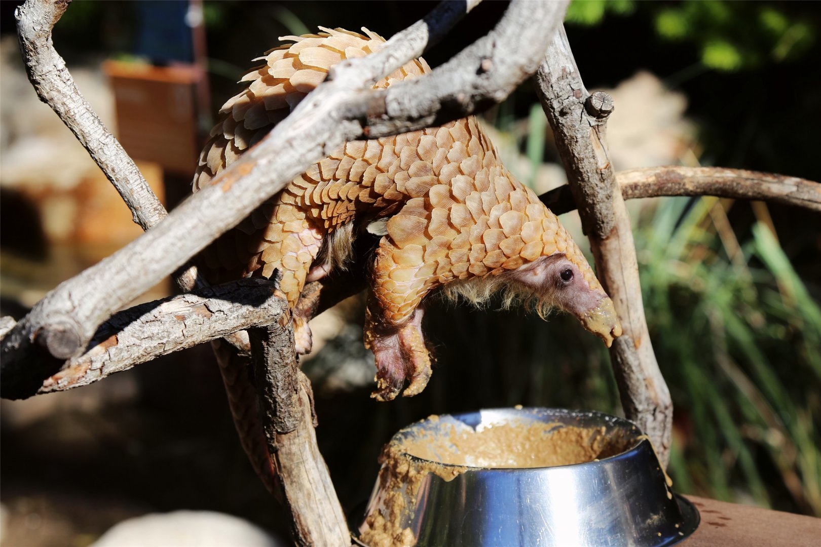 Tree Pangolin (Manis tricuspis)