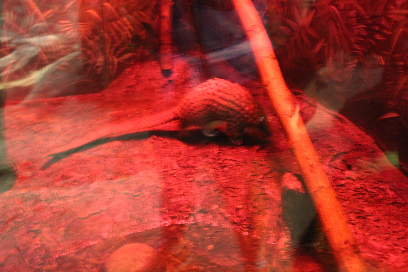 Tree Pangolin on the Move