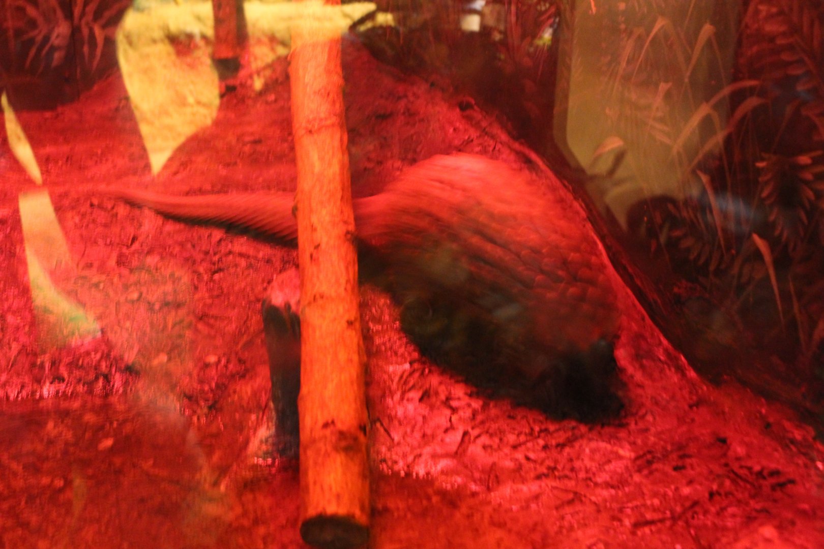 Tree Pangolin on the Move