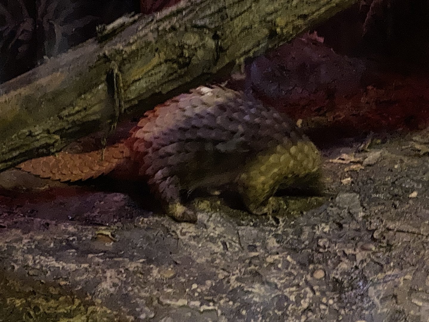 Tree Pangolin (Phataginus tricuspis)