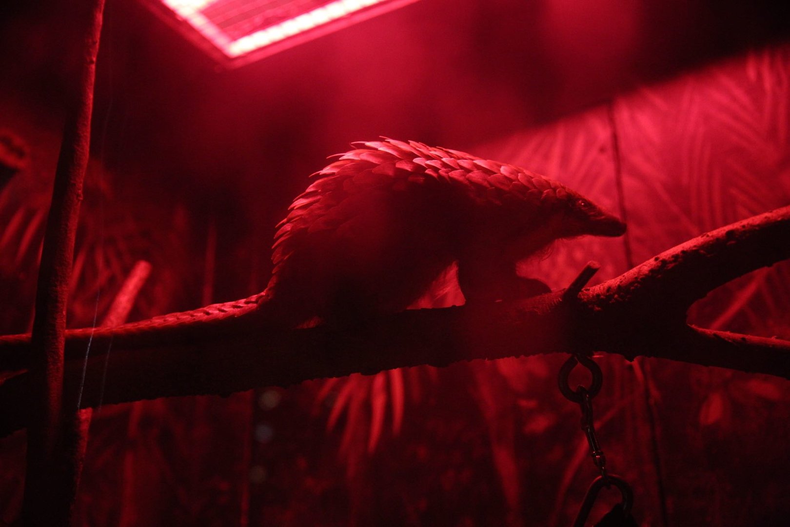 Tree pangolin/ Phataginus tricuspis