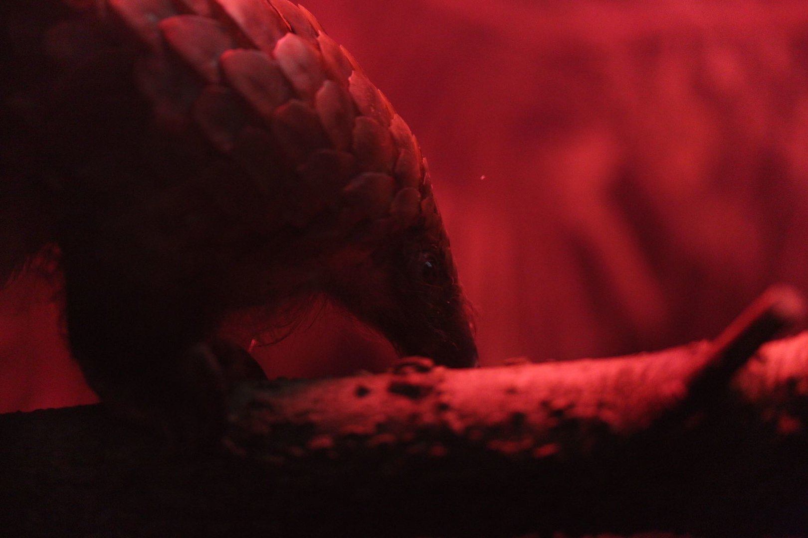 Tree pangolin/ Phataginus tricuspis