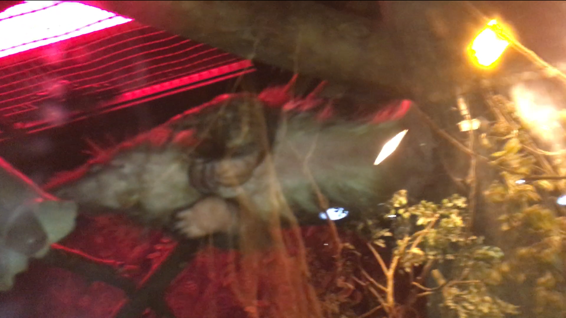 Tree Pangolin Stomich