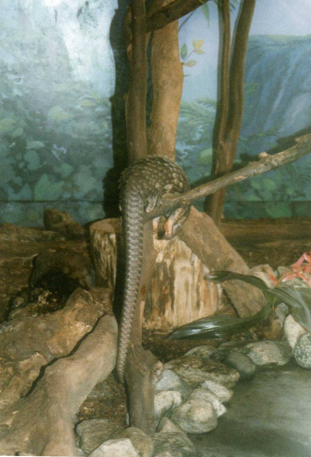 Tree Pangolin